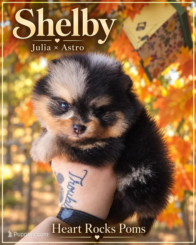 Shelby – Pomeranian puppy for sale in Chattanooga, TN