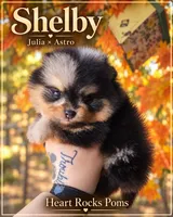 Shelby, a male Pomeranian for sale in Chattanooga, TN – 1 of 4