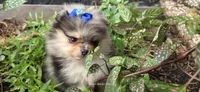 Freya, a female Pomeranian for sale in Chattanooga, TN – 4 of 4