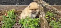 Timberland , a male Pomeranian for sale in Chattanooga, TN – 4 of 5