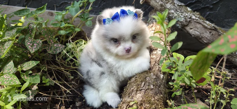 Bluebell – Pomeranian puppy for sale in Chattanooga, TN