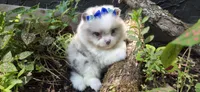 Bluebell, a female Pomeranian for sale in Chattanooga, TN – 1 of 2