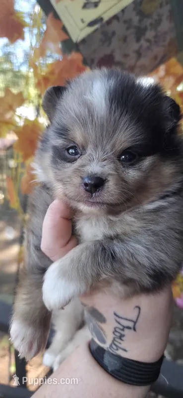 Five – Pomeranian puppy for sale in Chattanooga, TN