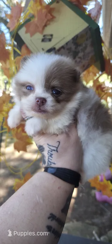 Moxie – Pomeranian puppy for sale in Chattanooga, TN