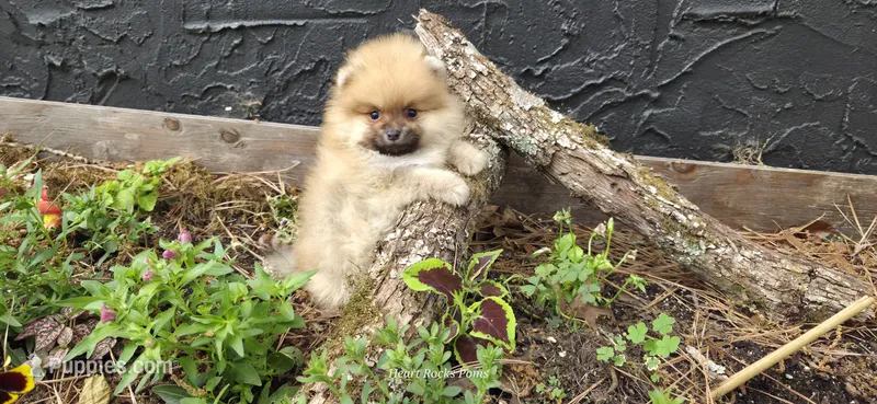 Timberland  – Pomeranian puppy for sale in Chattanooga, TN