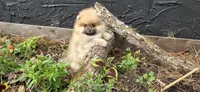 Timberland , a male Pomeranian for sale in Chattanooga, TN – 1 of 5