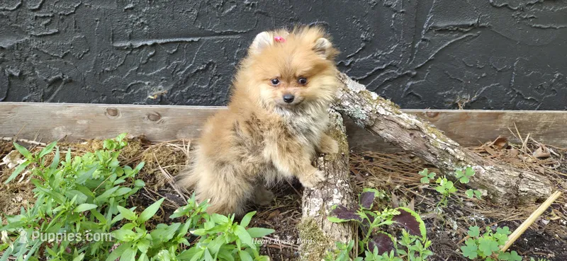 Camilla  – Pomeranian puppy for sale in Chattanooga, TN