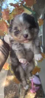 Five, a male Pomeranian for sale in Chattanooga, TN – 3 of 5