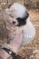 Opal , a female Pomeranian for sale in Chattanooga, TN – Photo 1 of 4