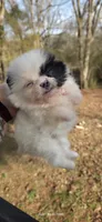 Opal , a female Pomeranian for sale in Chattanooga, TN – Photo 3 of 4