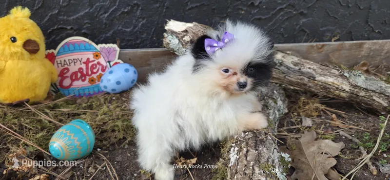Opal  – Pomeranian puppy on hold in Chattanooga, TN