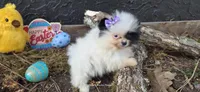 Opal , a female Pomeranian for sale in Chattanooga, TN – Photo 1 of 4