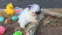 Opal , a female Pomeranian for sale in Chattanooga, TN – Photo 2 of 4