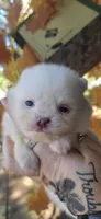 Mira, a female Pomeranian for sale in Chattanooga, TN – 2 of 2