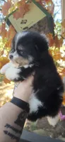 Owen, a male Pomeranian for sale in Chattanooga, TN – 3 of 4