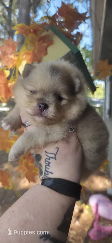 Jackson – Pomeranian puppy for sale in Chattanooga, TN