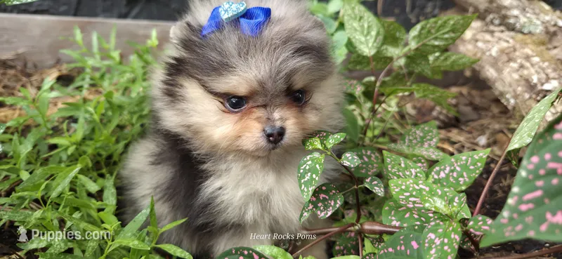 Freya – Pomeranian puppy for sale in Chattanooga, TN