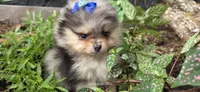 Freya, a female Pomeranian for sale in Chattanooga, TN – 1 of 4