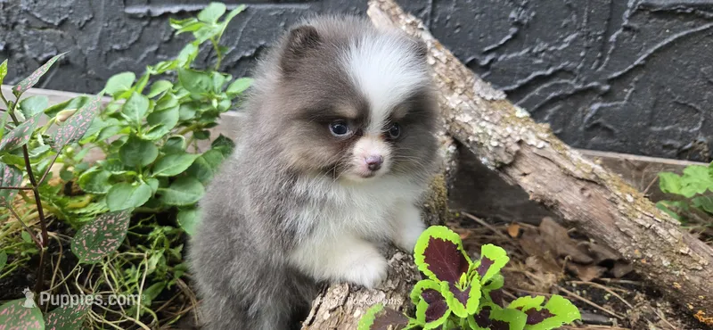 Poise – Pomeranian puppy for sale in Chattanooga, TN