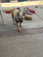 No name , a male French Bulldog for sale in Los Angeles, CA – 4 of 6