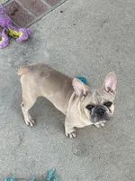 No name , a male French Bulldog for sale in Los Angeles, CA – 6 of 6