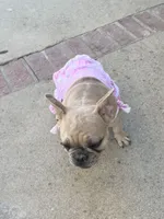 No name , a female French Bulldog for sale in Los Angeles, CA – 2 of 7