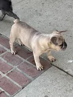 No name , a male French Bulldog for sale in Los Angeles, CA – 2 of 6
