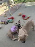 No name , a female French Bulldog for sale in Los Angeles, CA – 5 of 7