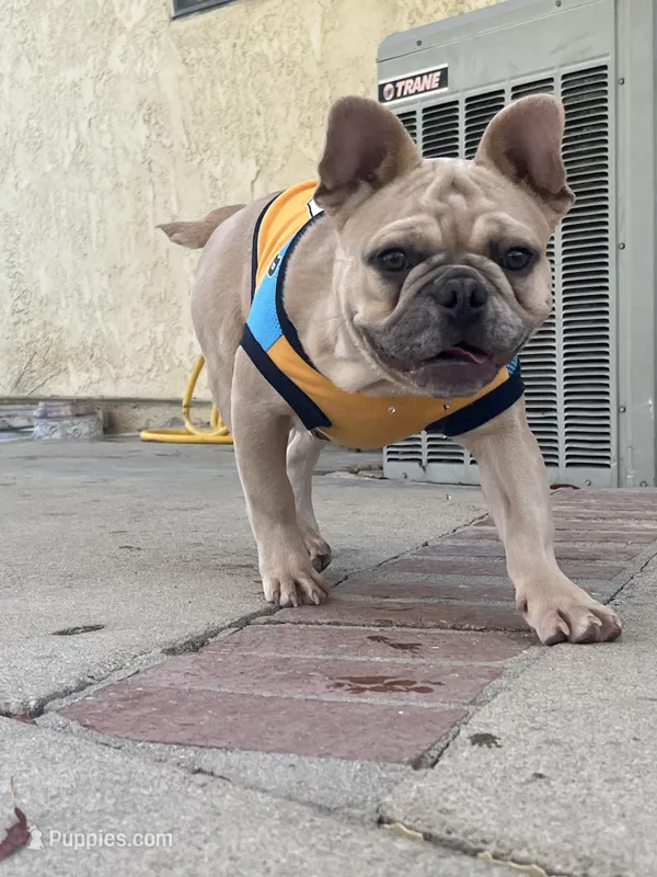 No name  – French Bulldog puppy for sale in Los Angeles, CA