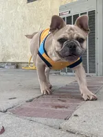 No name , a male French Bulldog for sale in Los Angeles, CA – 1 of 6