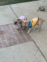 No name , a male French Bulldog for sale in Los Angeles, CA – 5 of 6