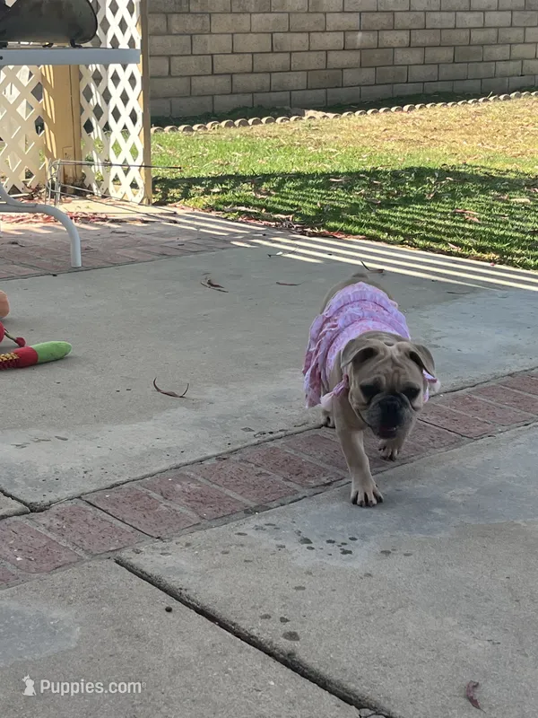 No name  – French Bulldog puppy for sale in Los Angeles, CA