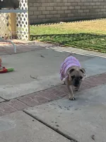 No name , a female French Bulldog for sale in Los Angeles, CA – 1 of 7