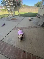 No name , a female French Bulldog for sale in Los Angeles, CA – 6 of 7
