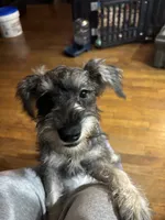 Bella, a female Miniature Schnauzer for sale in Chicago, IL – 3 of 4