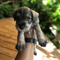 Pepper , a male Miniature Schnauzer for sale in Chicago, IL – Photo 2 of 2