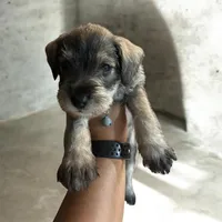 Pepper , a male Miniature Schnauzer for sale in Chicago, IL – Photo 1 of 2