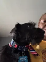 Onyx , a male Miniature Schnauzer for sale in Chicago, IL – 2 of 3