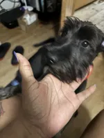 Onyx , a male Miniature Schnauzer for sale in Chicago, IL – 3 of 3