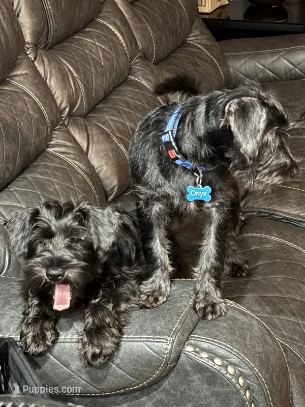 Onyx  – Miniature Schnauzer puppy for sale in Chicago, IL