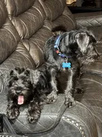 Onyx , a male Miniature Schnauzer for sale in Chicago, IL – 1 of 3