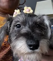 Bella, a female Miniature Schnauzer for sale in Chicago, IL – 2 of 4