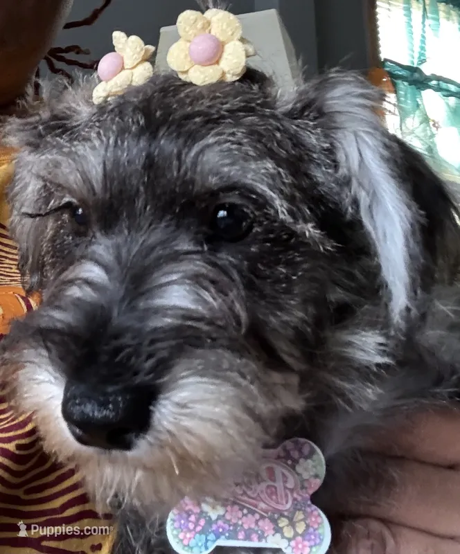 Bella – Miniature Schnauzer puppy for sale in Chicago, IL