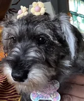 Bella, a female Miniature Schnauzer for sale in Chicago, IL – 1 of 4