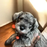 Bella, a female Miniature Schnauzer for sale in Chicago, IL – Photo 2 of 2