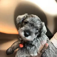 Bella, a female Miniature Schnauzer for sale in Chicago, IL – Photo 1 of 2