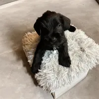 Phantom, a male Miniature Schnauzer for sale in Chicago, IL – Photo 2 of 3