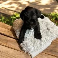 Phantom, a male Miniature Schnauzer for sale in Chicago, IL – Photo 3 of 3