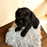 Phantom, a male Miniature Schnauzer for sale in Chicago, IL – Photo 1 of 3