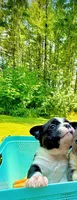 Malcolm, a male Boston Terrier for sale in Winlock, WA – 2 of 5